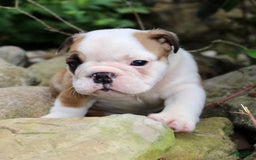 English Bulldog dogs for sale: Winston - Image 10