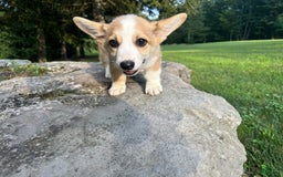Welsh Corgi Pembroke dogs for sale: Molly - Image 5