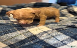 American Bully dogs for sale: Little Leo - Image 3