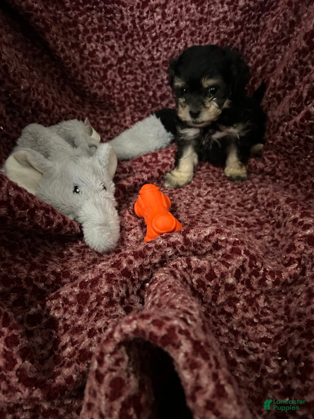 Teddy Bear dogs for sale: Scout - Image 5