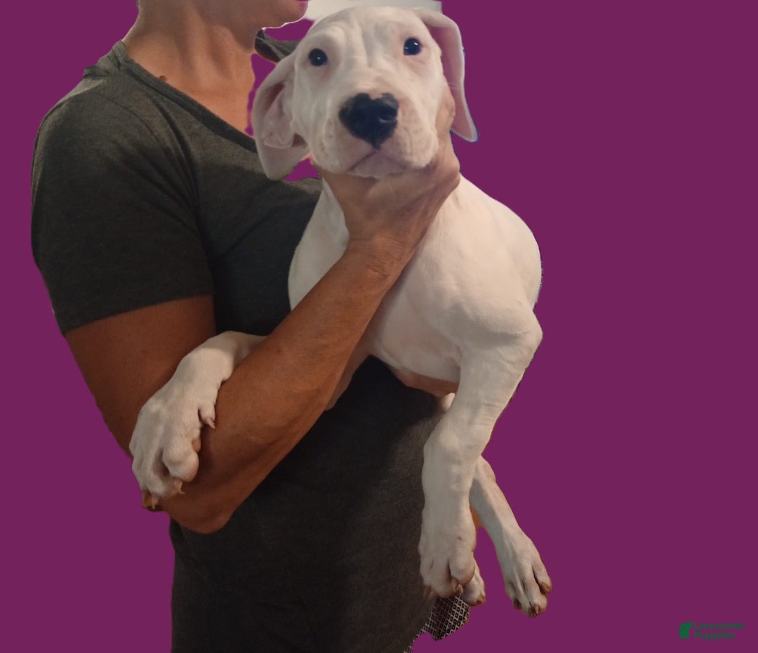 Dogo Argentino dogs for sale: Vampiras Vengeance - Image 1