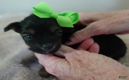 Yorkshire Terrier dogs for sale: Dodge - Image 14