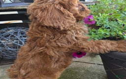 Cavapoo dogs for sale: Theo - Image 2