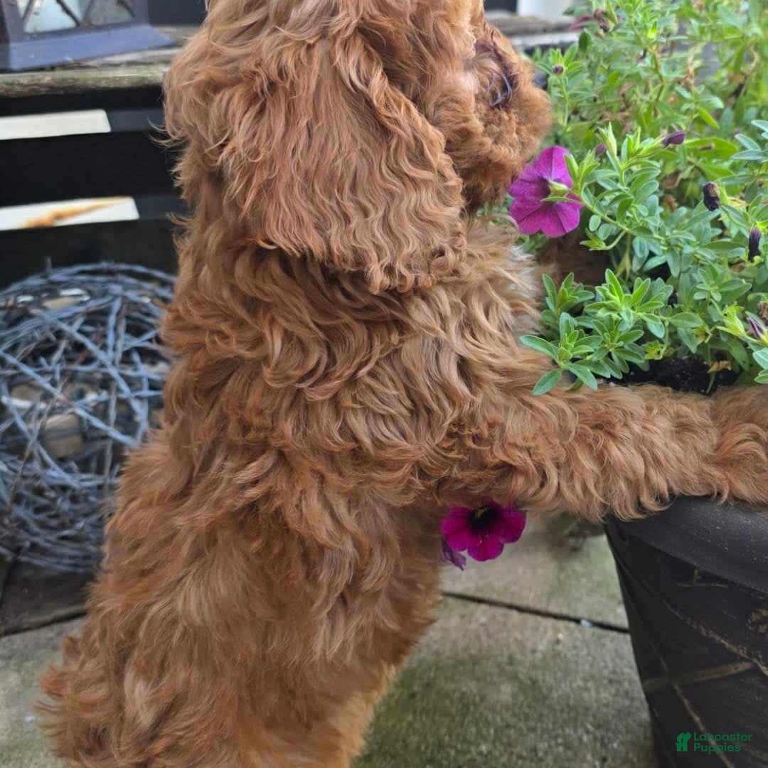 Cavapoo dogs for sale: Theo - Image 2