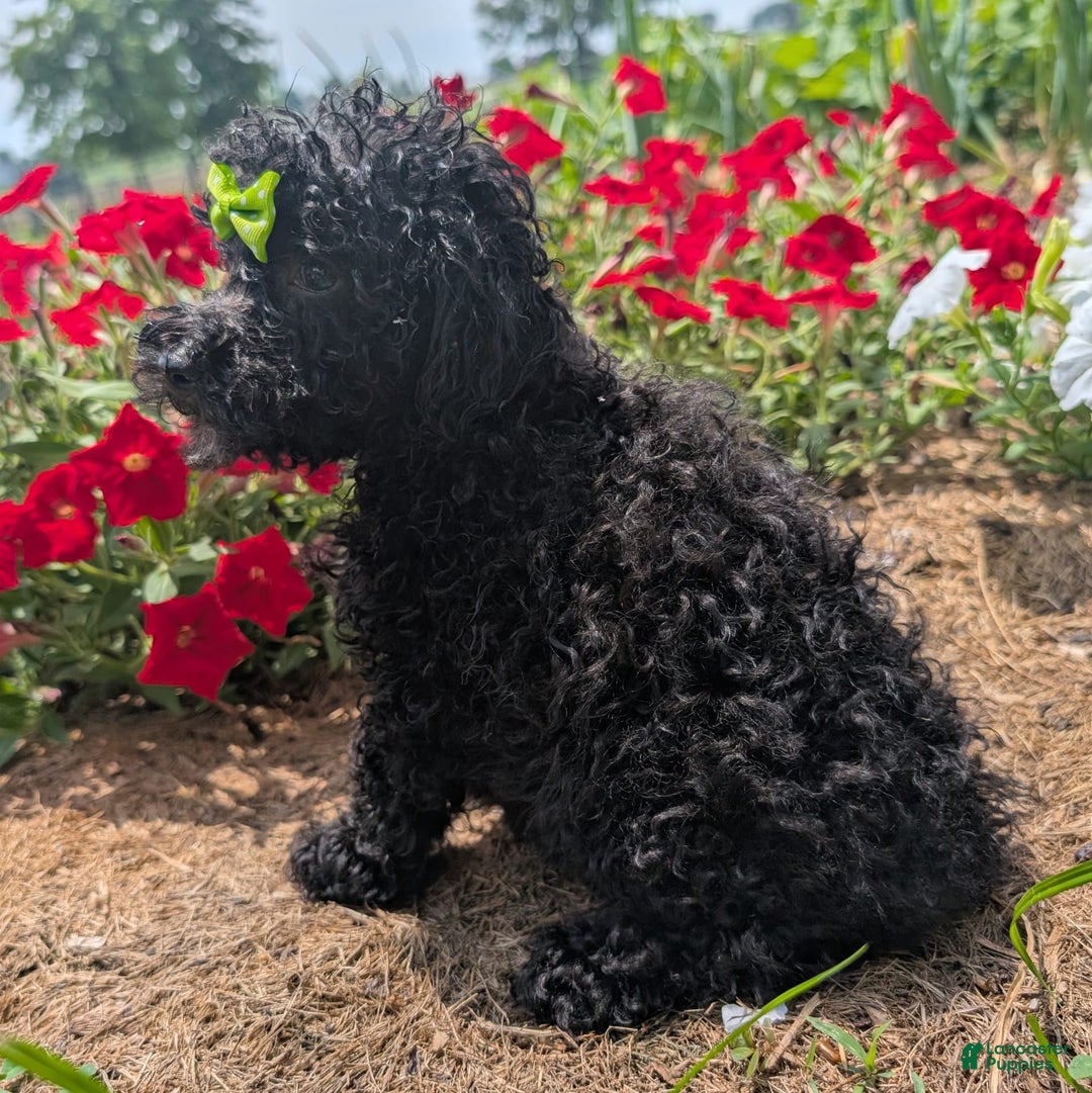 Toy Poodle dogs for sale: Toy Poodle 4 puppies - Image 15