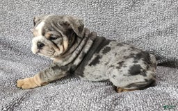 English Bulldog dogs for sale: Campbell - Image 3