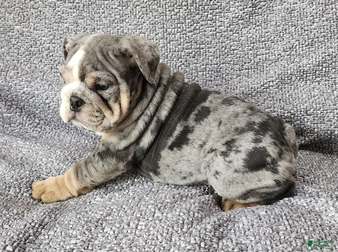 English Bulldog dogs for sale: Campbell - Image 3