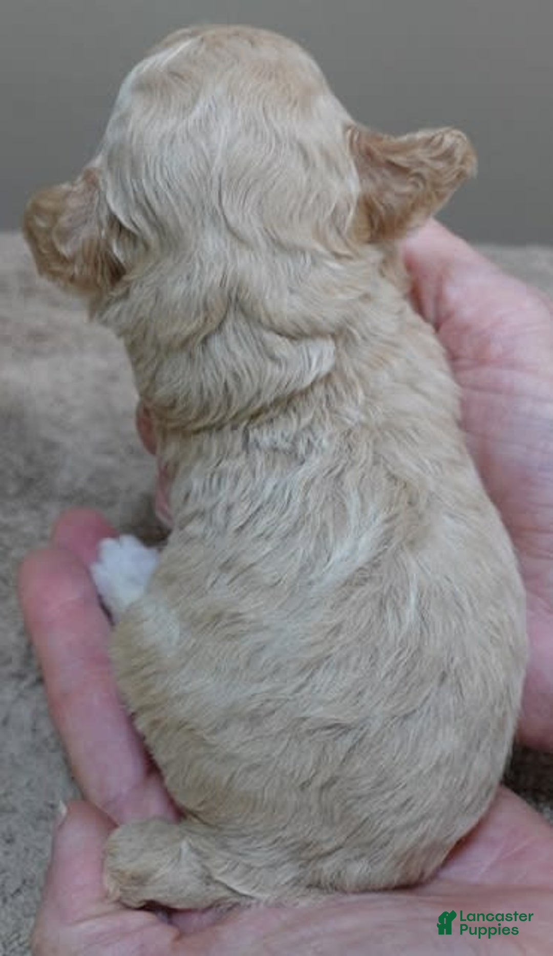 Toy Poodle dogs for sale: Zylo - Image 5