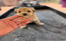 Maltipoo dogs for sale: Penny - Image 4