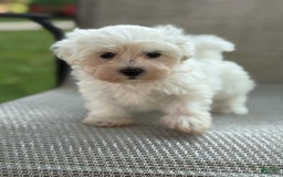 Maltese dogs for sale: Mason - Image 3