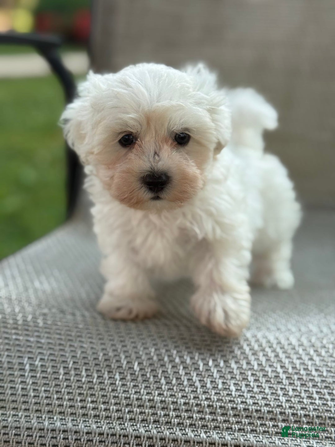 Maltese dogs for sale: Mason - Image 3