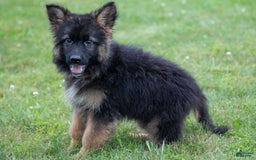 German Shepherd dogs for sale: Kenny - Image 1