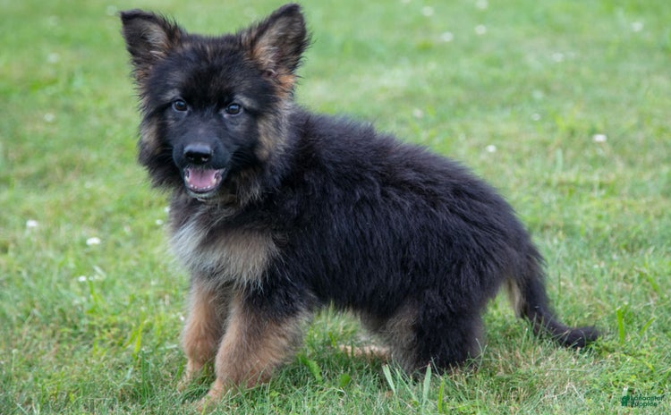 German Shepherd dogs for sale - Ad 4