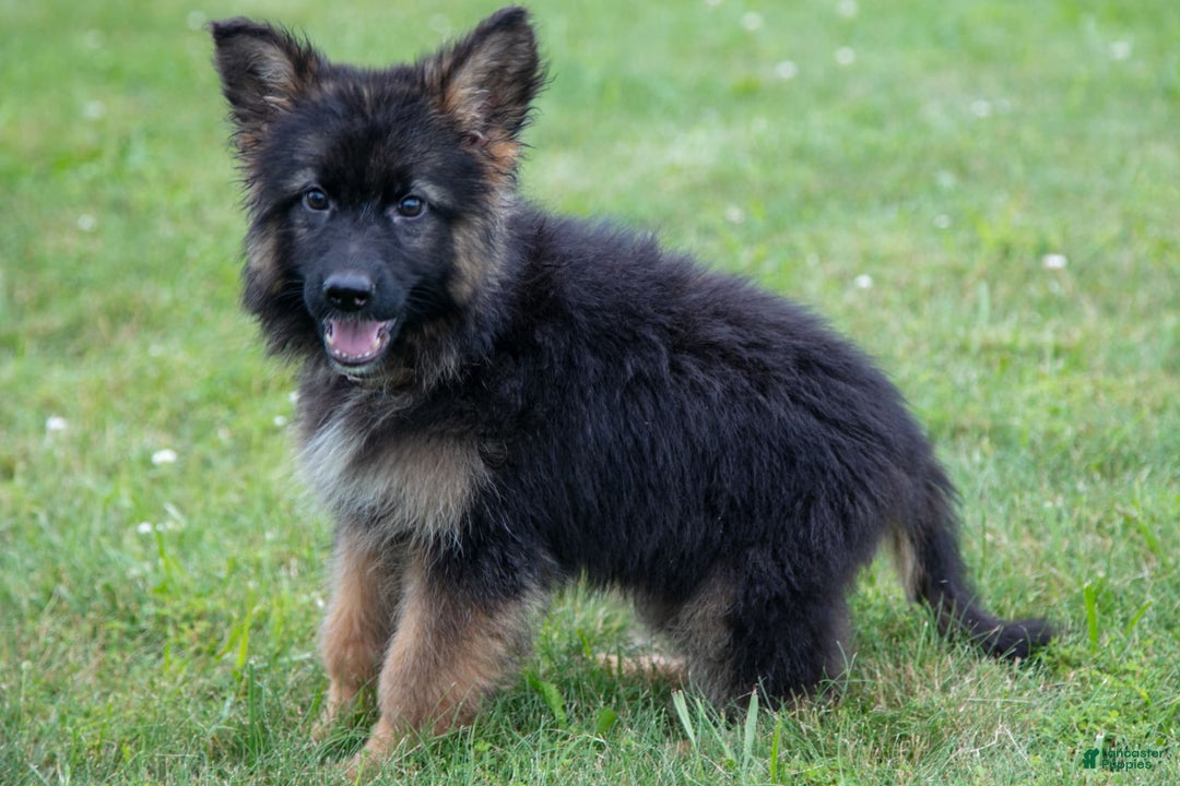German Shepherd dogs for sale: Kenny - Image 1