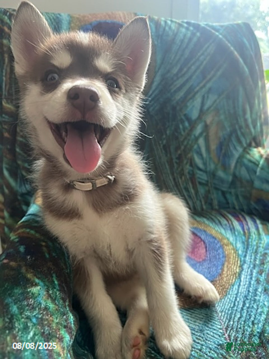 Pomsky dogs for sale: Rosie - Image 3