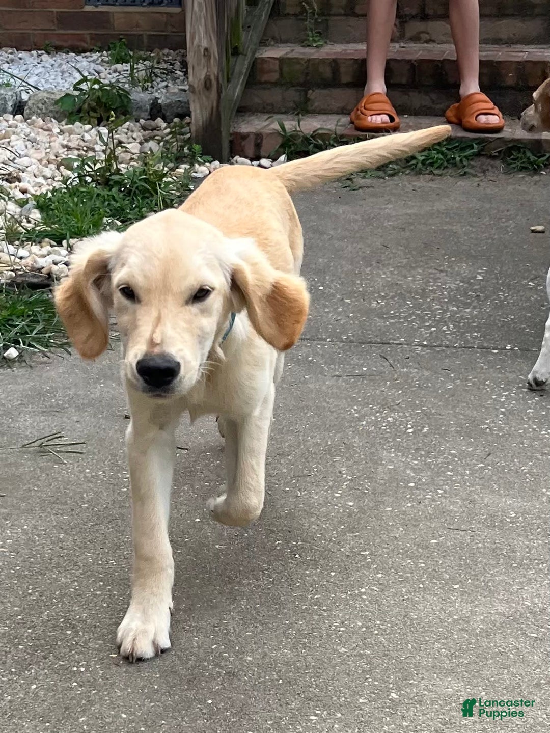 Golden Retriever dogs for sale: Blue Male - Image 1