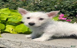 West Highland Terrier dogs for sale: Wanda - Image 3