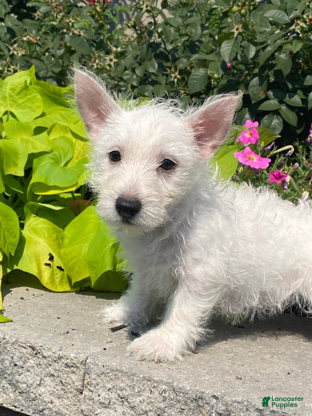 West Highland Terrier dogs for sale: Wanda - Image 3