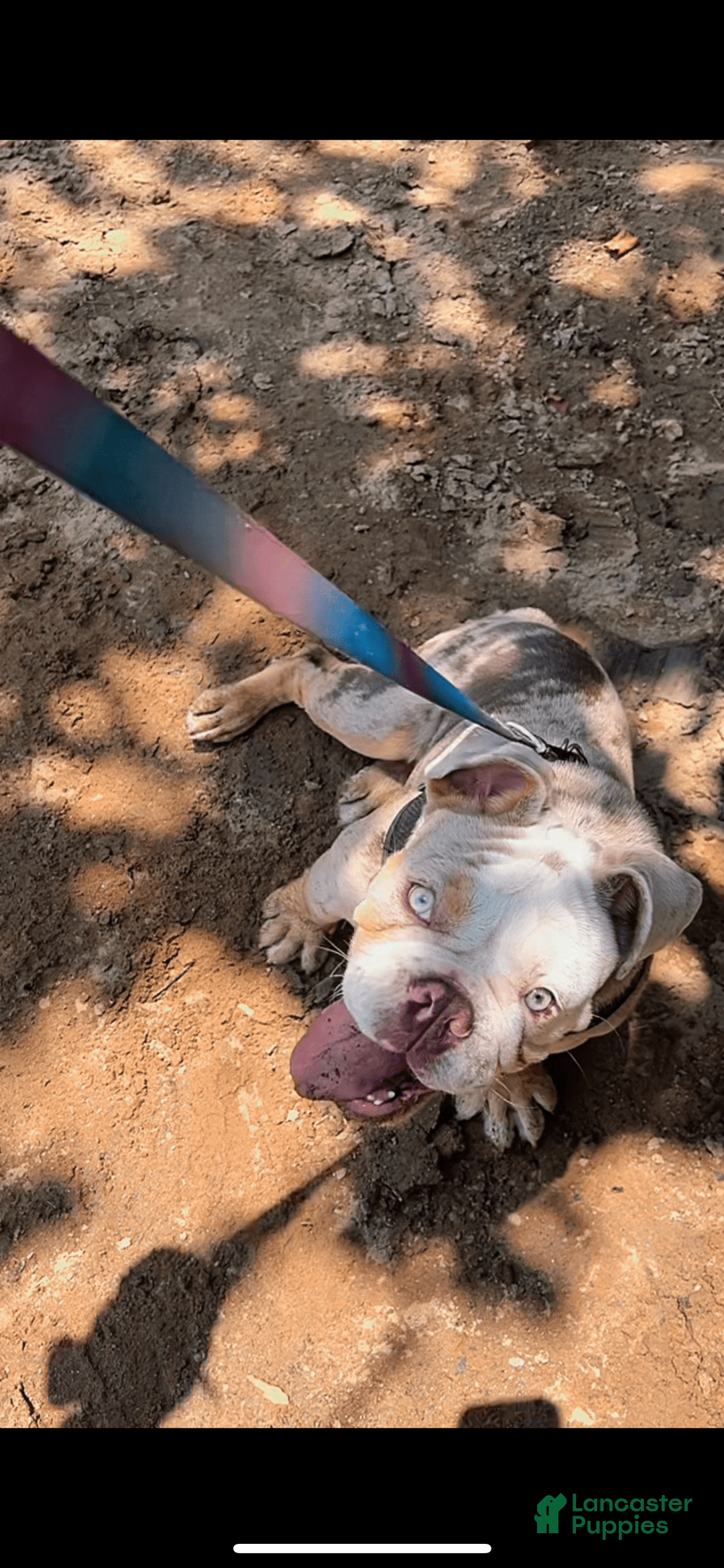 English Bulldog dogs for sale: Ace - Image 1