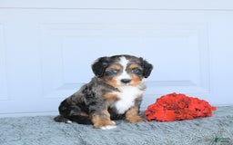 Miniature Bernese Mountain Dog dogs for sale: Leo - Image 2