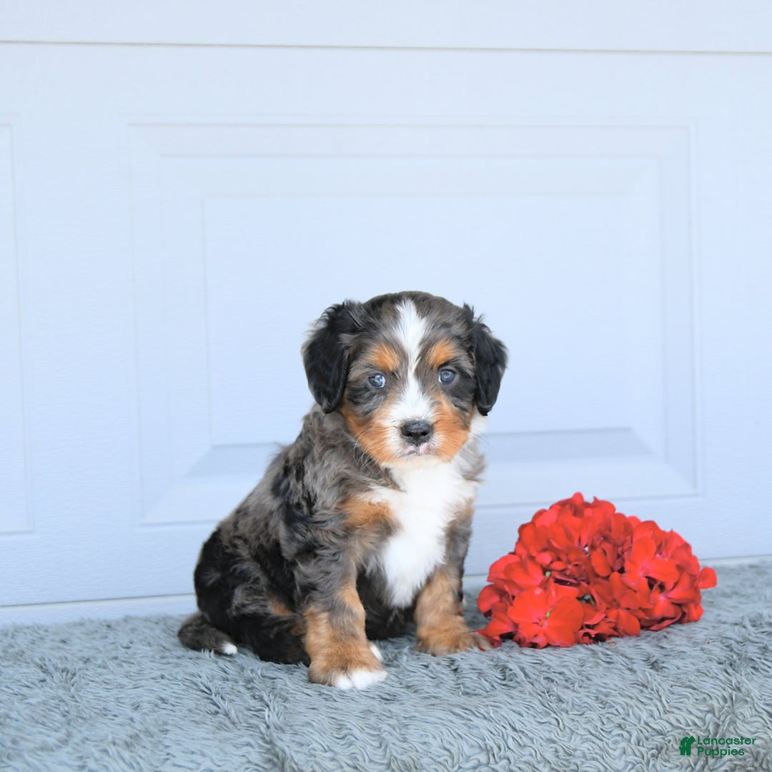 Miniature Bernese Mountain Dog dogs for sale: Leo - Image 2