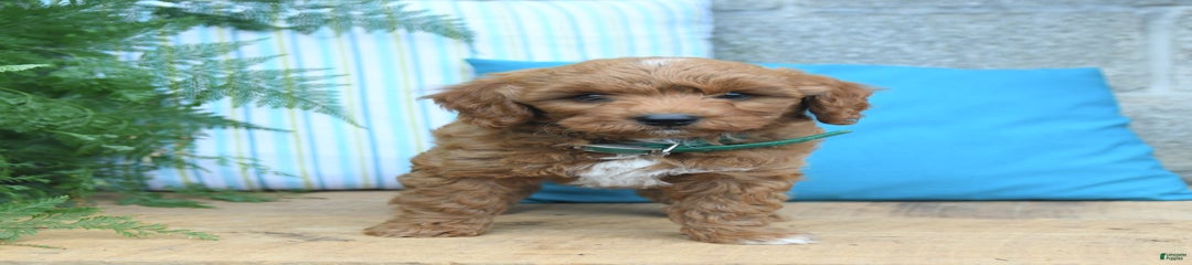Cooper