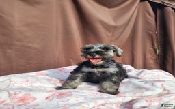 Miniature Schnauzer dogs for sale: Junior - Image 11