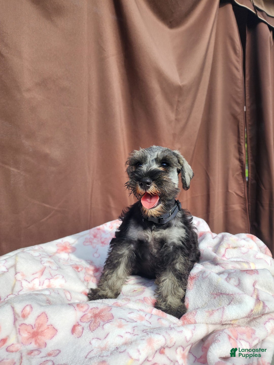 Miniature Schnauzer dogs for sale: Junior - Image 11