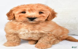 Mini Goldendoodle dogs for sale: Theo - Image 2