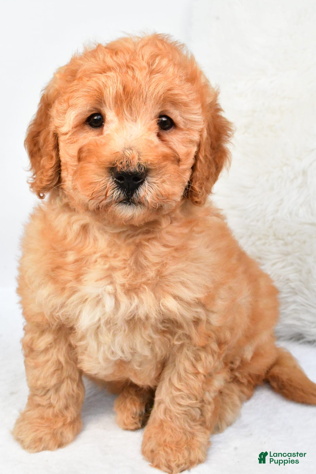 Mini Goldendoodle dogs for sale: Theo - Image 2
