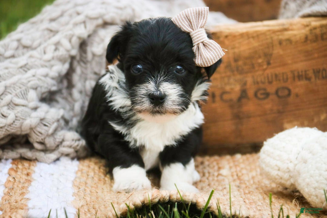 Havanese dogs for sale: Robin - Image 4