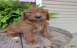 Goldendoodle dogs for sale: Cash - Image 14