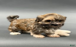 Havanese dogs for sale: OZZIE - Image 3