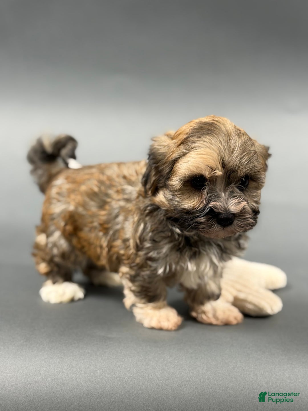 Havanese dogs for sale: OZZIE - Image 3