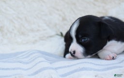 Chihuahua dogs for sale: Nord - Image 13