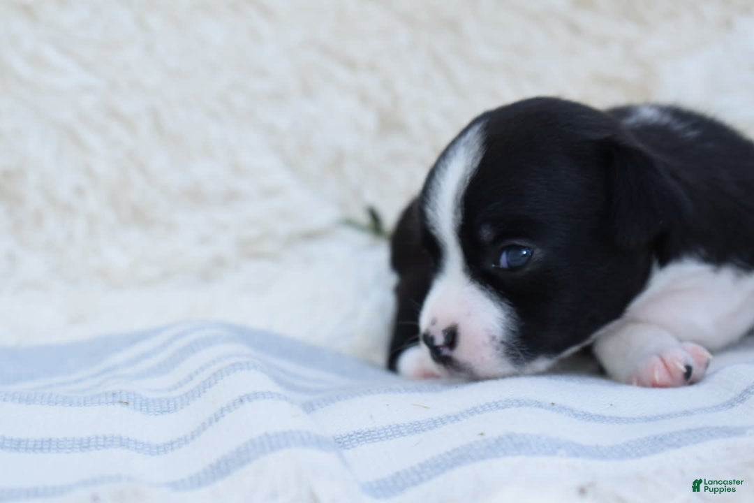Chihuahua dogs for sale: Nord - Image 13