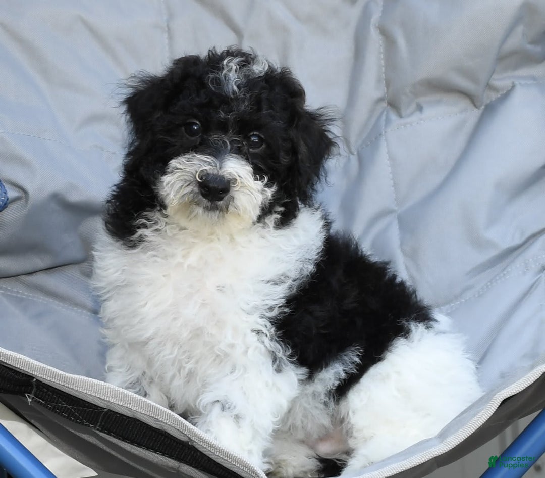 Maltipoo dogs for sale: Leo - Image 5