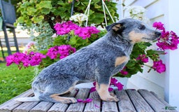 Australian Cattle Dog dogs for sale: Barbie - Image 3