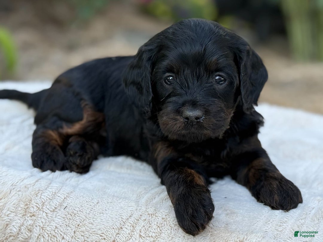 Cavapoo dogs for sale: Luna - Image 19