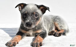 Australian Cattle Dog dogs for sale: Blue Boy - Image 3