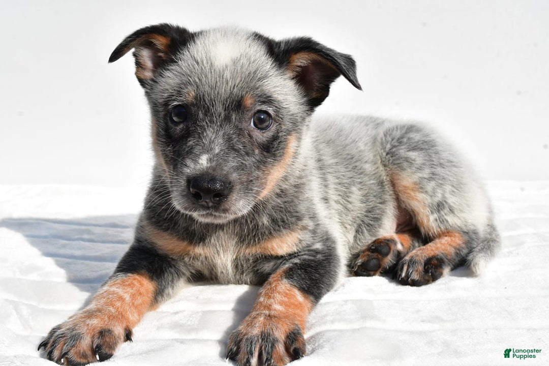 Australian Cattle Dog dogs for sale: Blue Boy - Image 3