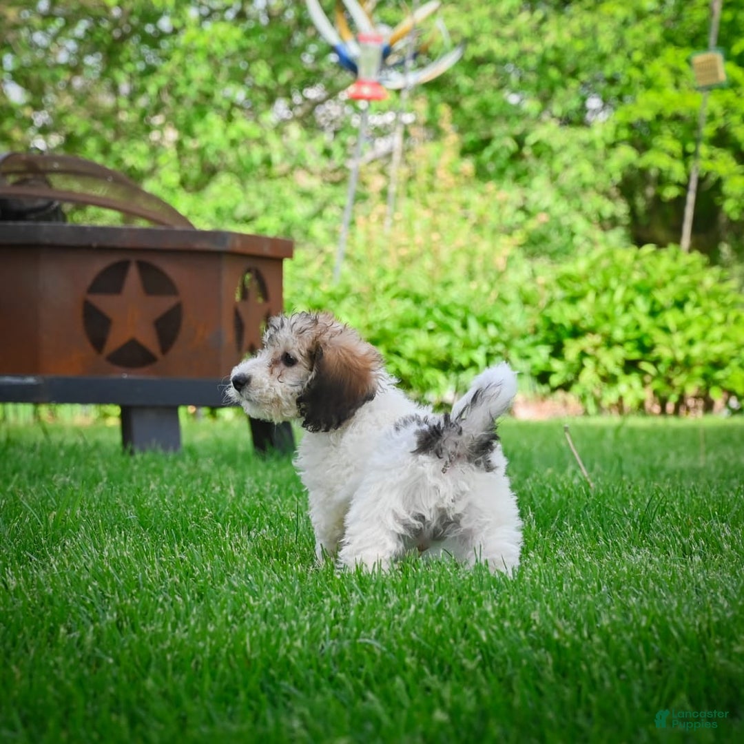 Bichpoo dogs for sale: Barry - Image 4