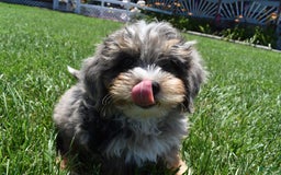 Havapoo dogs for sale: Zipper - Image 9