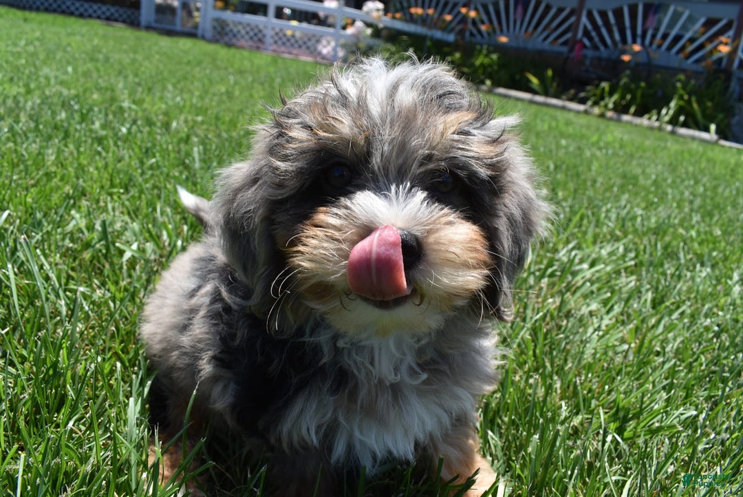 Havapoo dogs for sale: Zipper - Image 9