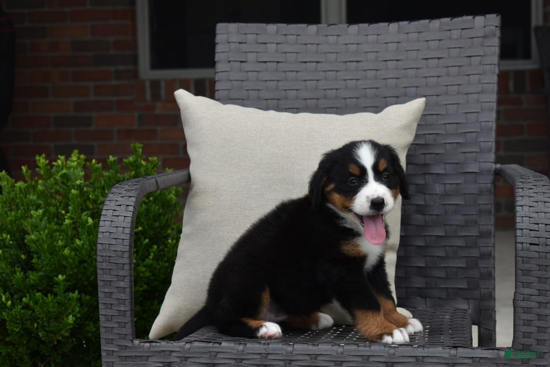 Bernese Mountain Dog dogs for sale: Lexi - Image 10