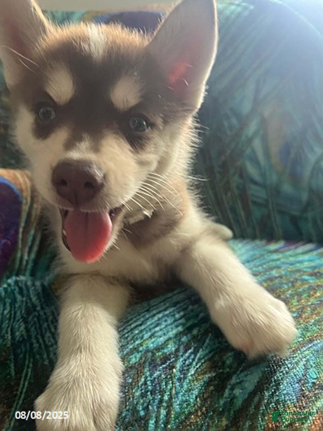Pomsky dogs for sale: Rosie - Image 4