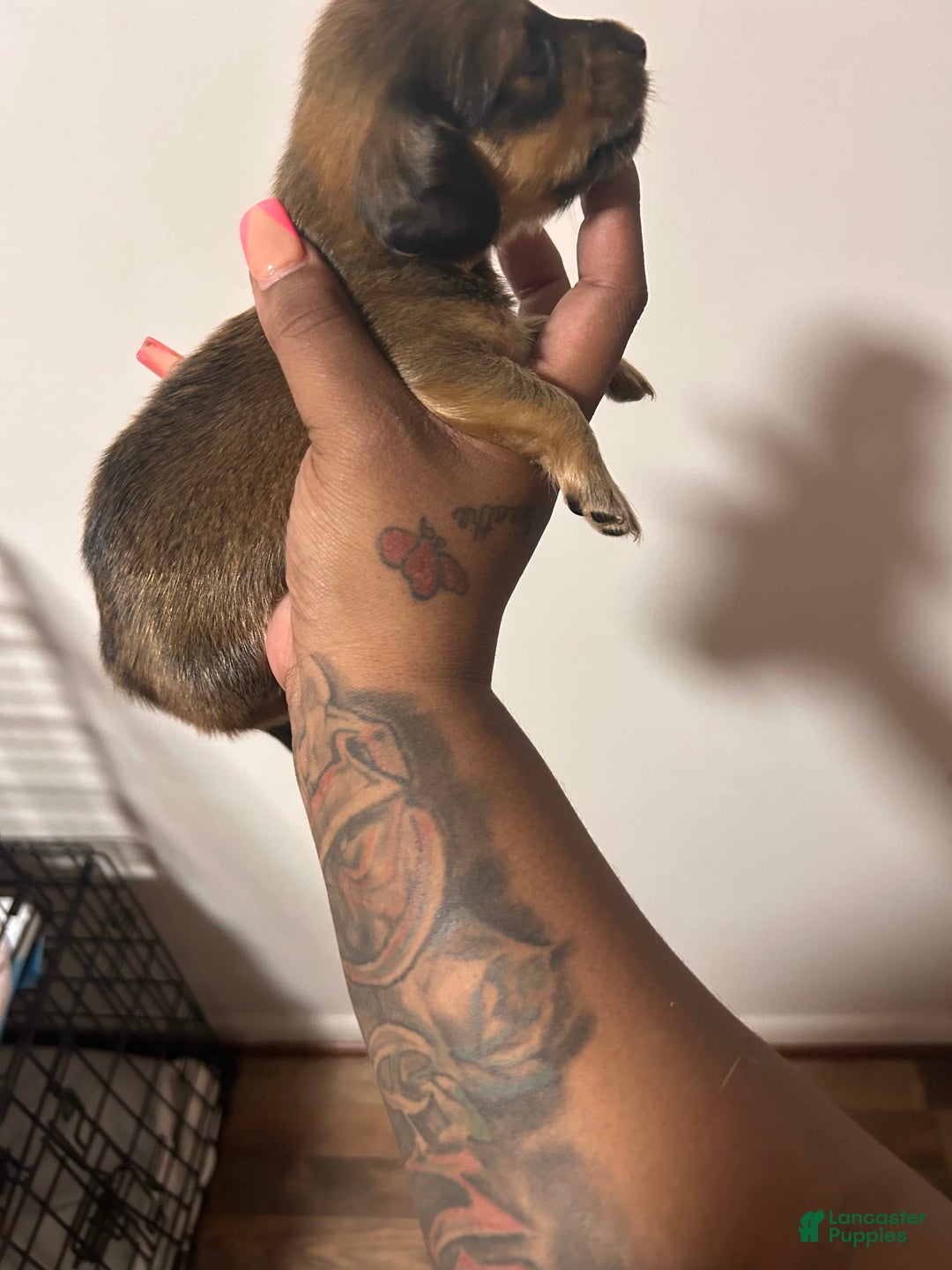 Miniature Dachshund dogs for sale: Hottie - Image 4
