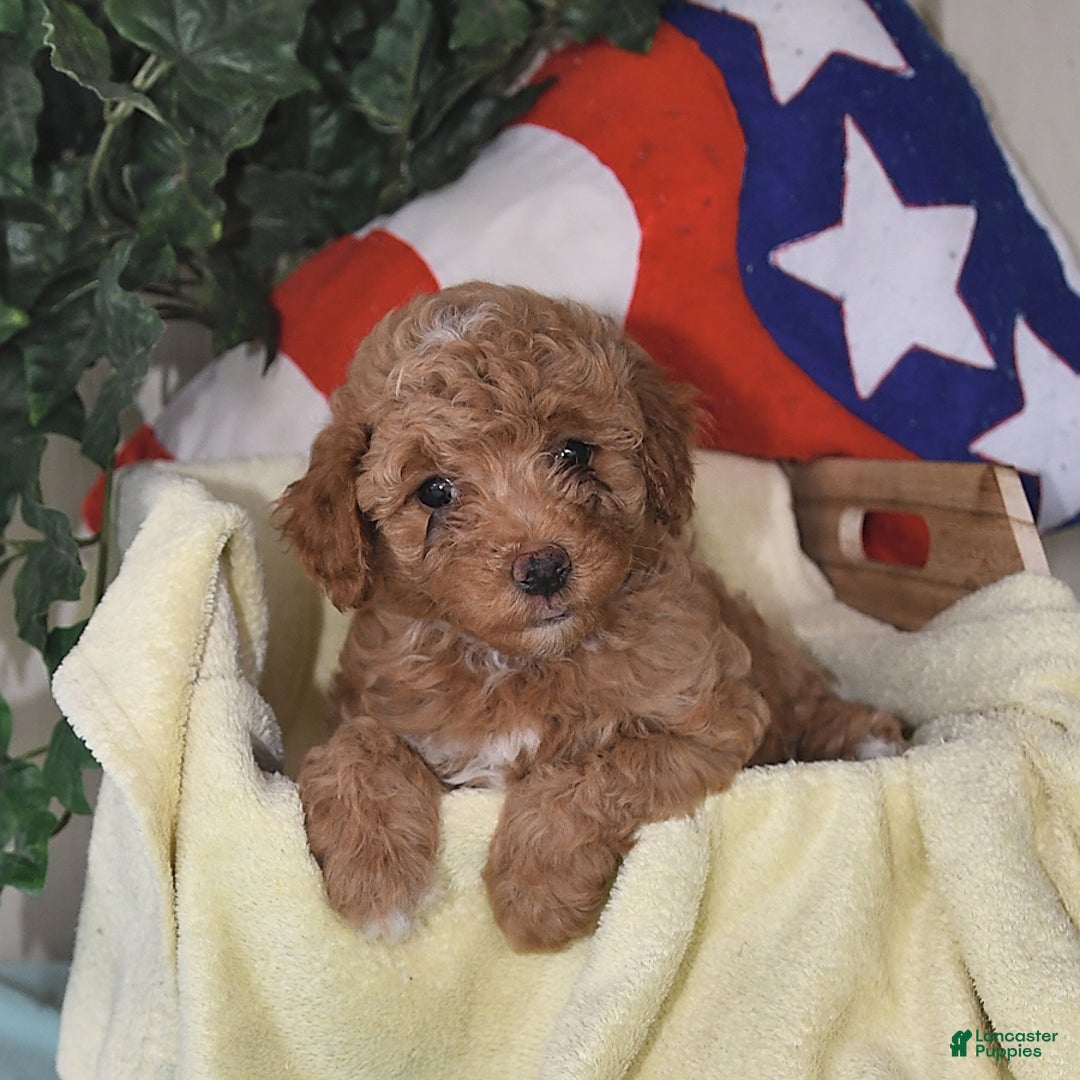 Miniature Poodle dogs for sale: Flash - Image 4