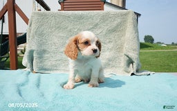 Cavalier King Charles Spaniel dogs for sale: Cavalier King Charles Spaniel 6 puppies - Image 17
