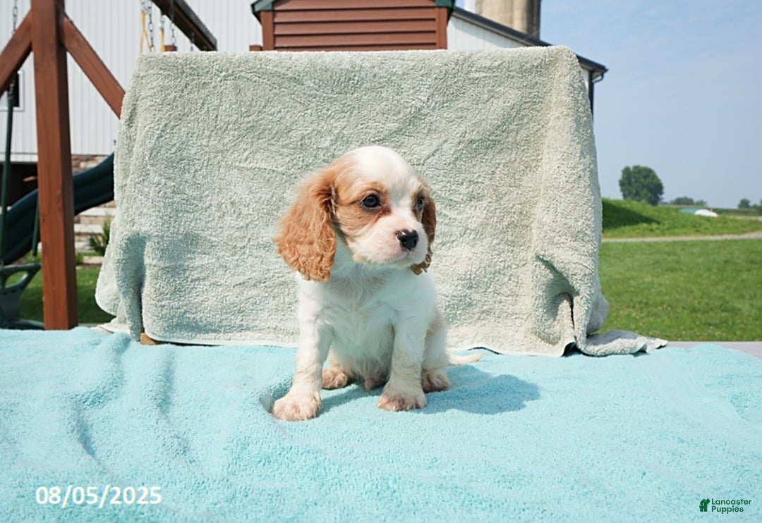 Cavalier King Charles Spaniel dogs for sale: Cavalier King Charles Spaniel 6 puppies - Image 17